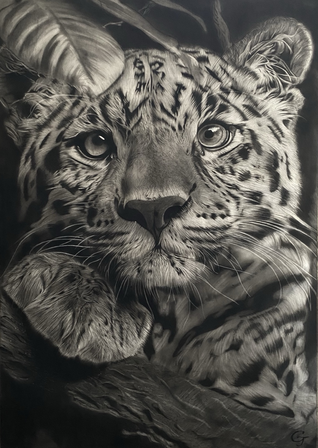 Cub, original hyperrealistic charcoal drawing of a tiger